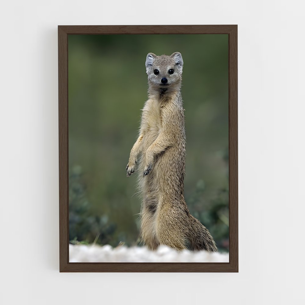ap-mongoose-1 cadre Bois foncé