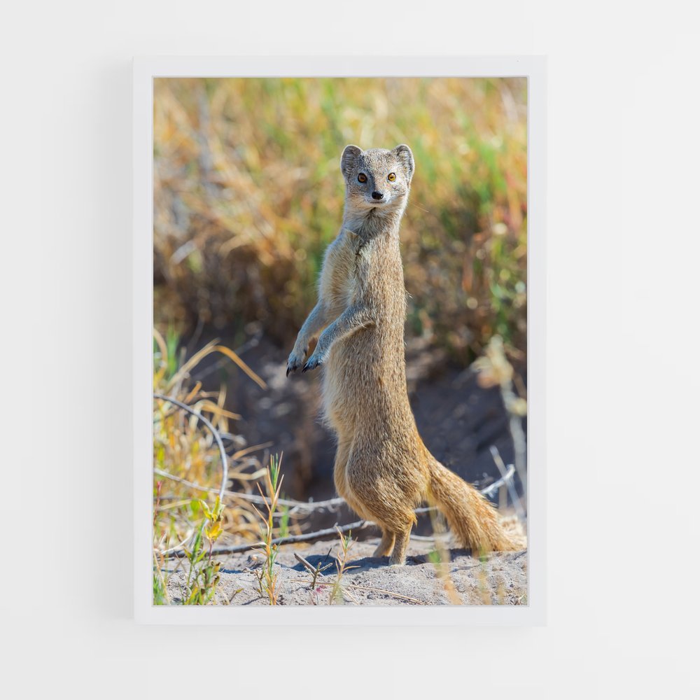 ap-mongoose-2 cadre Blanc