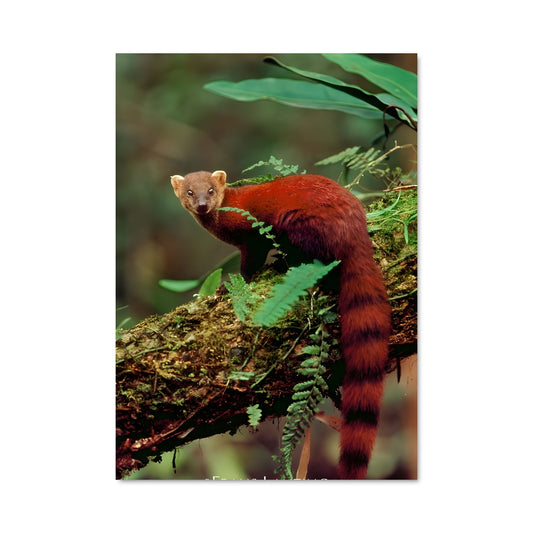 Poster Éveil de la Jungle