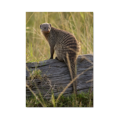 Poster Mongoose 83982