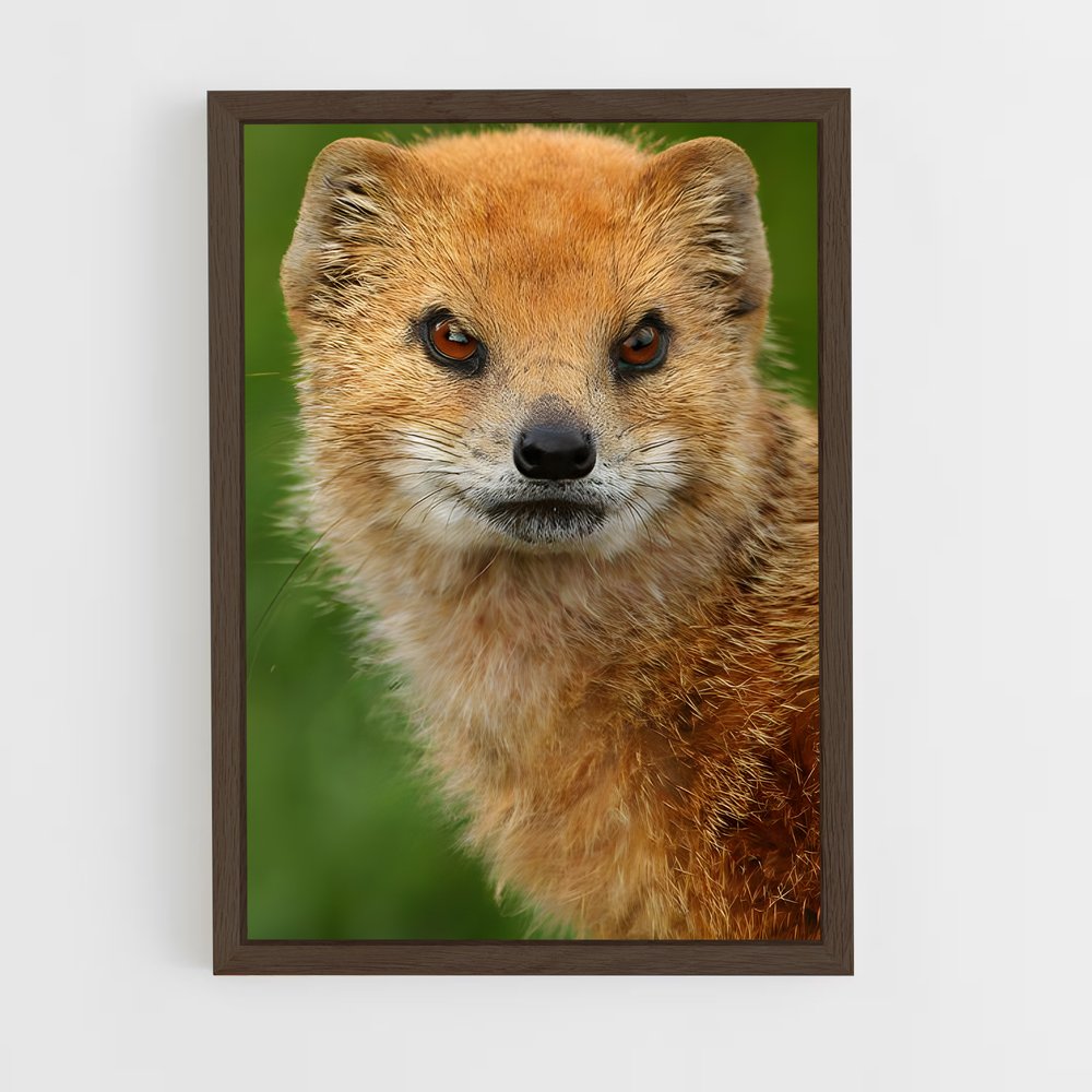 ap-mongoose-5 cadre Bois foncé