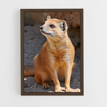 ap-mongoose-6 cadre Bois foncé