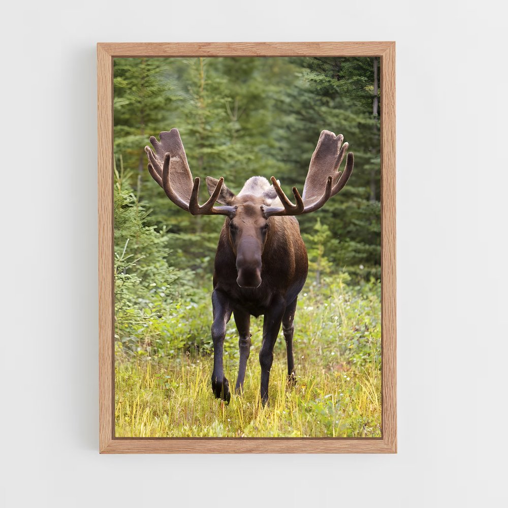 ap-moose-1 cadre Bois clair