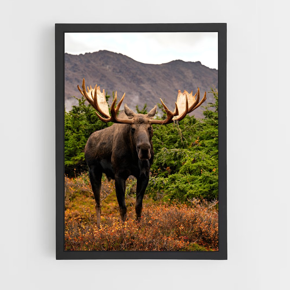 ap-moose-7 cadre Noir