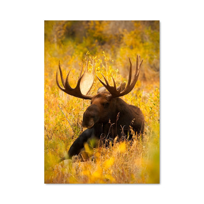 Poster Rêverie de Wapiti