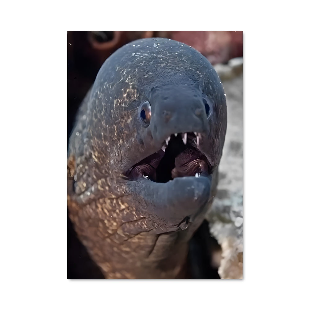 Poster L'Etreinte du Murène