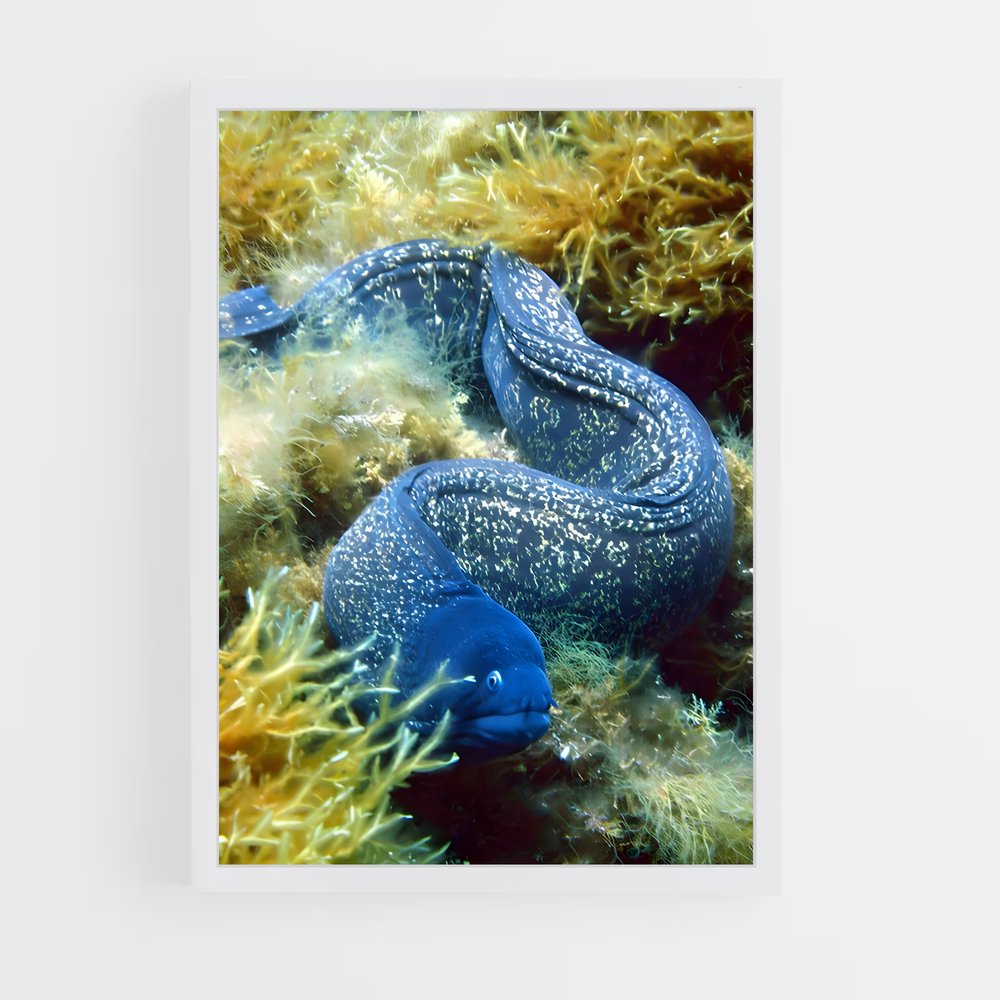 ap-moray eel-2 cadre Blanc