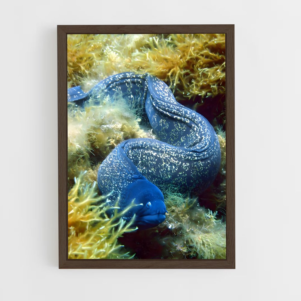 ap-moray eel-2 cadre Bois foncé