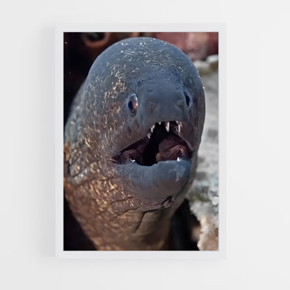 ap-moray eel-3 cadre Blanc