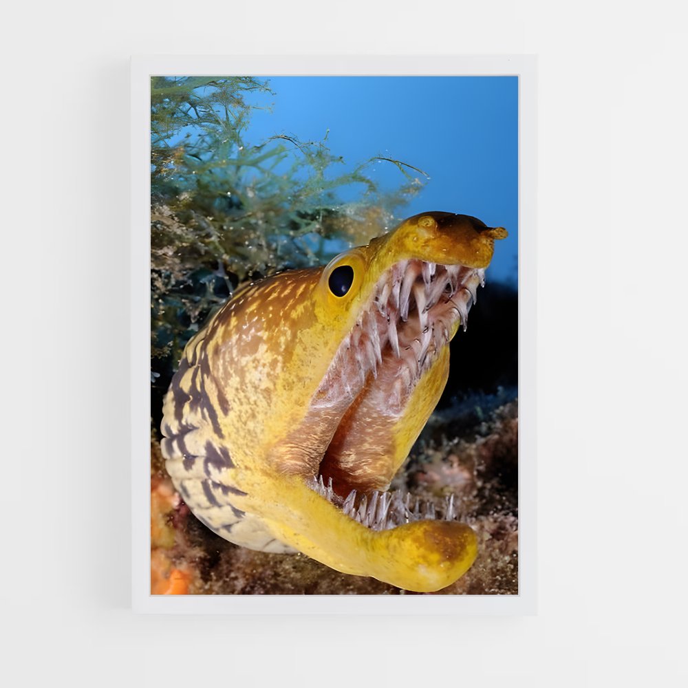 ap-moray eel-4 cadre Blanc