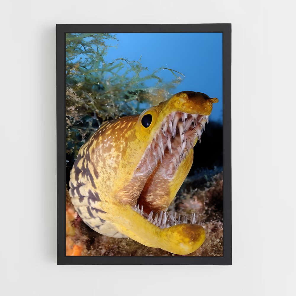 ap-moray eel-4 cadre Noir