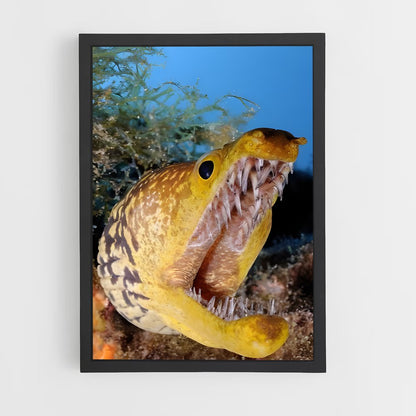 ap-moray eel-4 cadre Noir