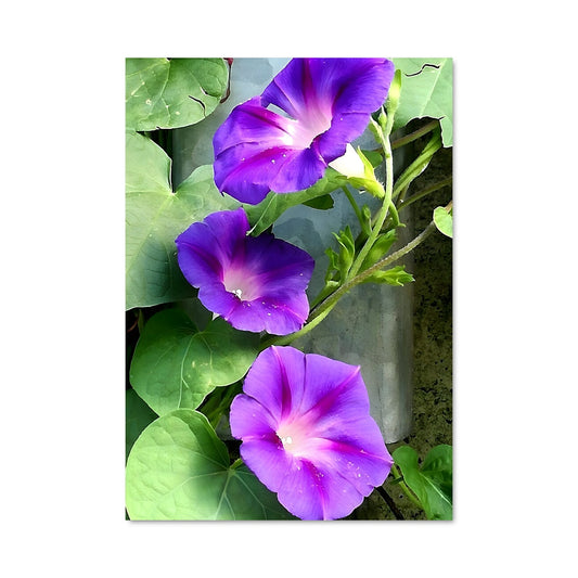 Poster Morning glory 96665