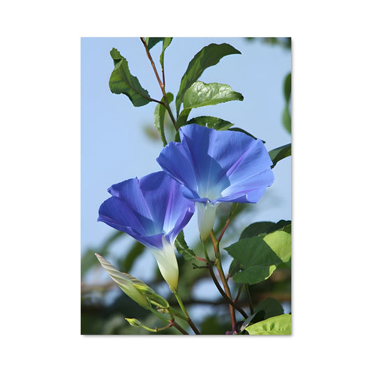 Poster Morning glory 96651