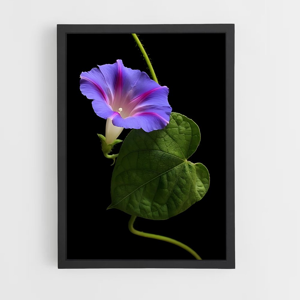 ap-morning glory-3 cadre Noir