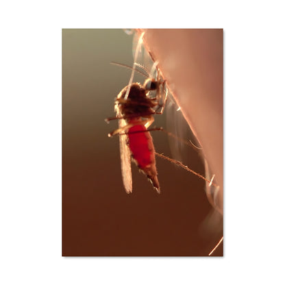 Poster Morsure Nocturne