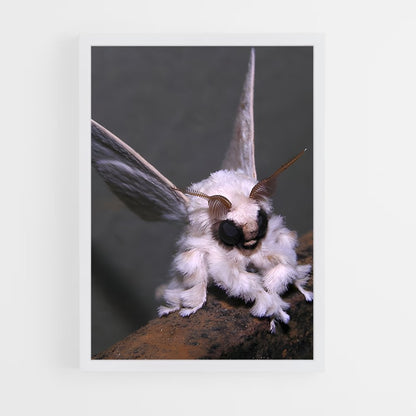 ap-moth-1 cadre Blanc