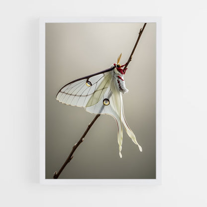 ap-moth-3 cadre Blanc