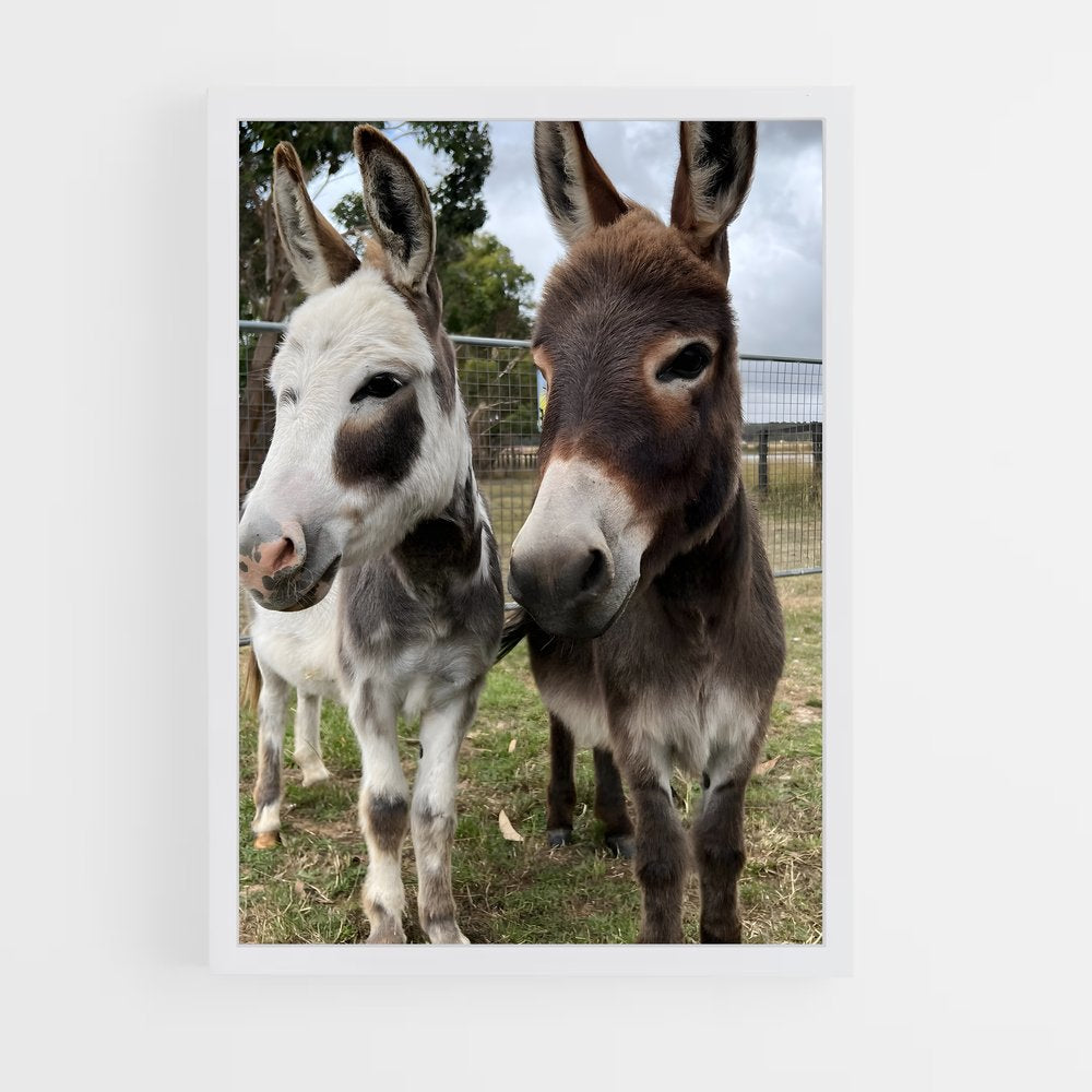 ap-mule-1 cadre Blanc