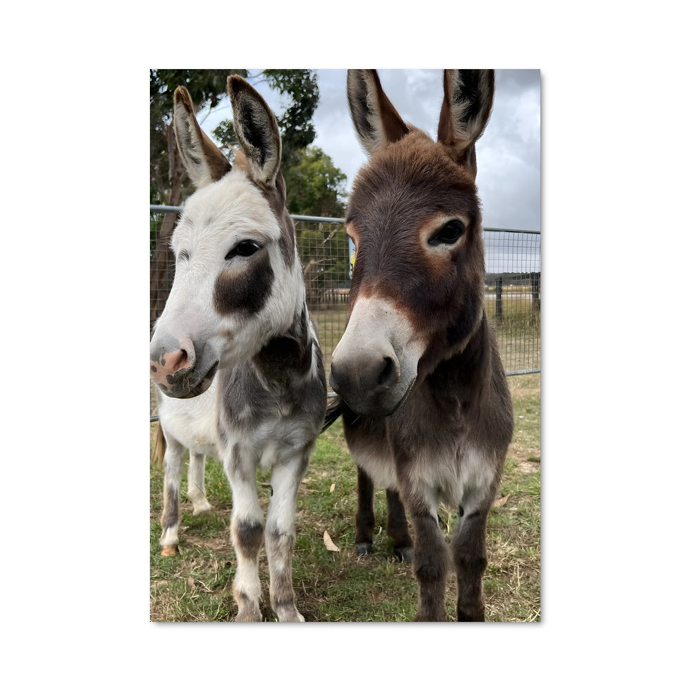 Poster Ânes en Harmonie