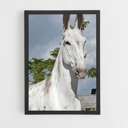 ap-mule-2 cadre Noir
