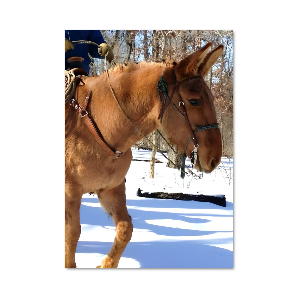 Poster Cavalier des Neiges