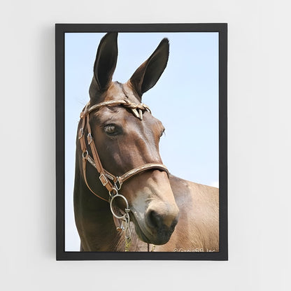 ap-mule-4 cadre Noir