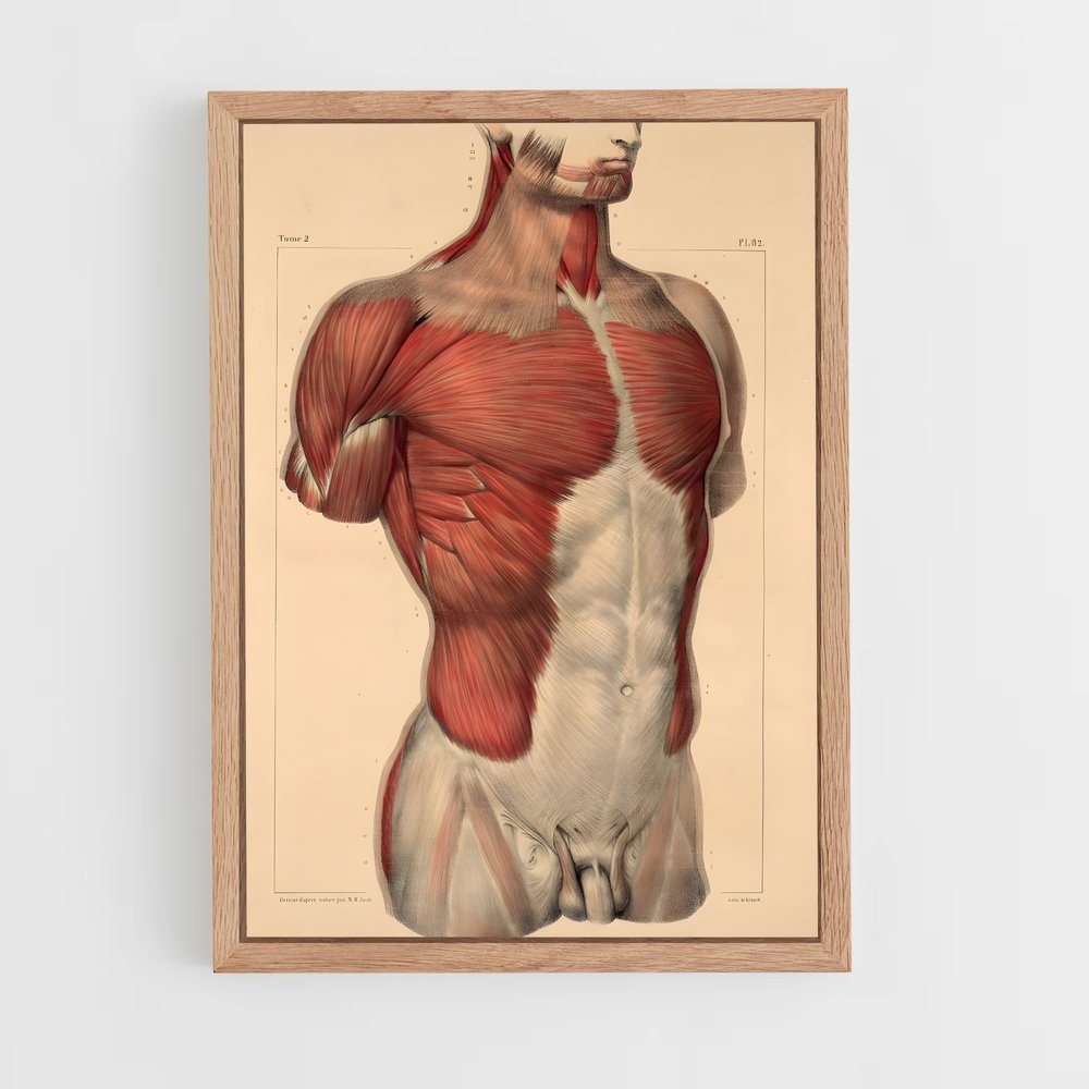 ap-muscle-2 cadre Bois clair