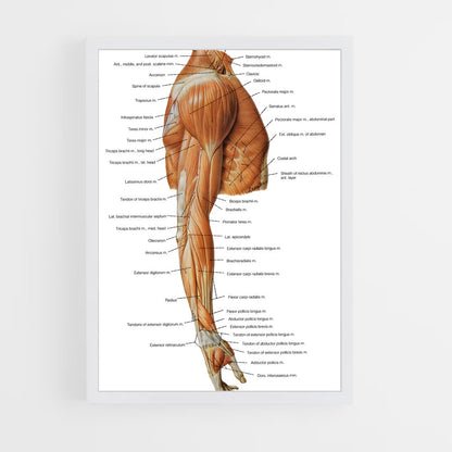 ap-muscle-5 cadre Blanc