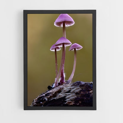 ap-mushroom-7 cadre Noir