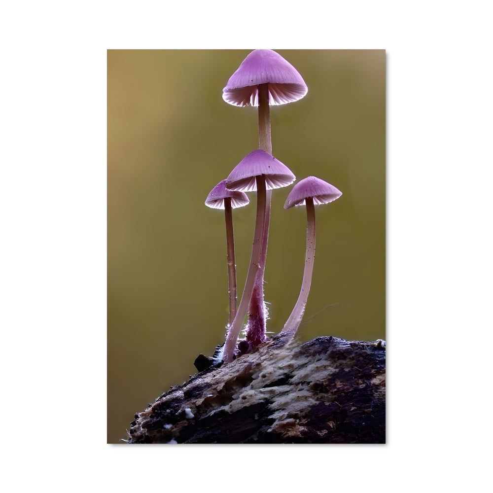 Poster Les Champignons Magiques