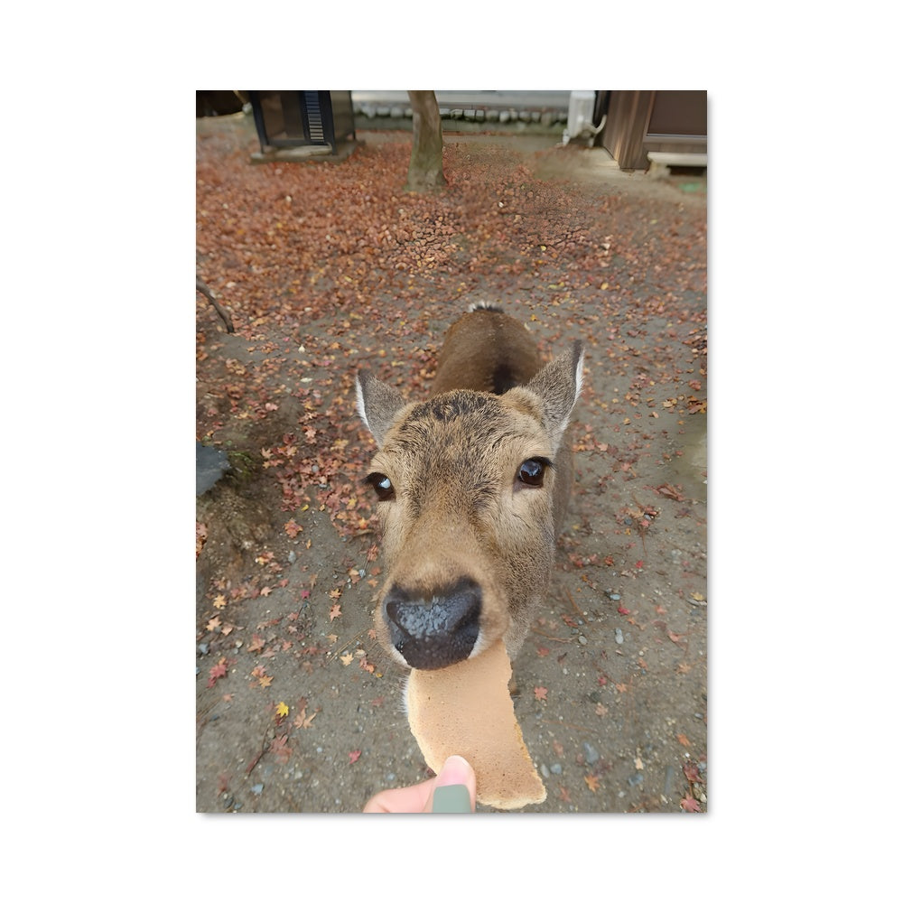 Poster Délice de Nara