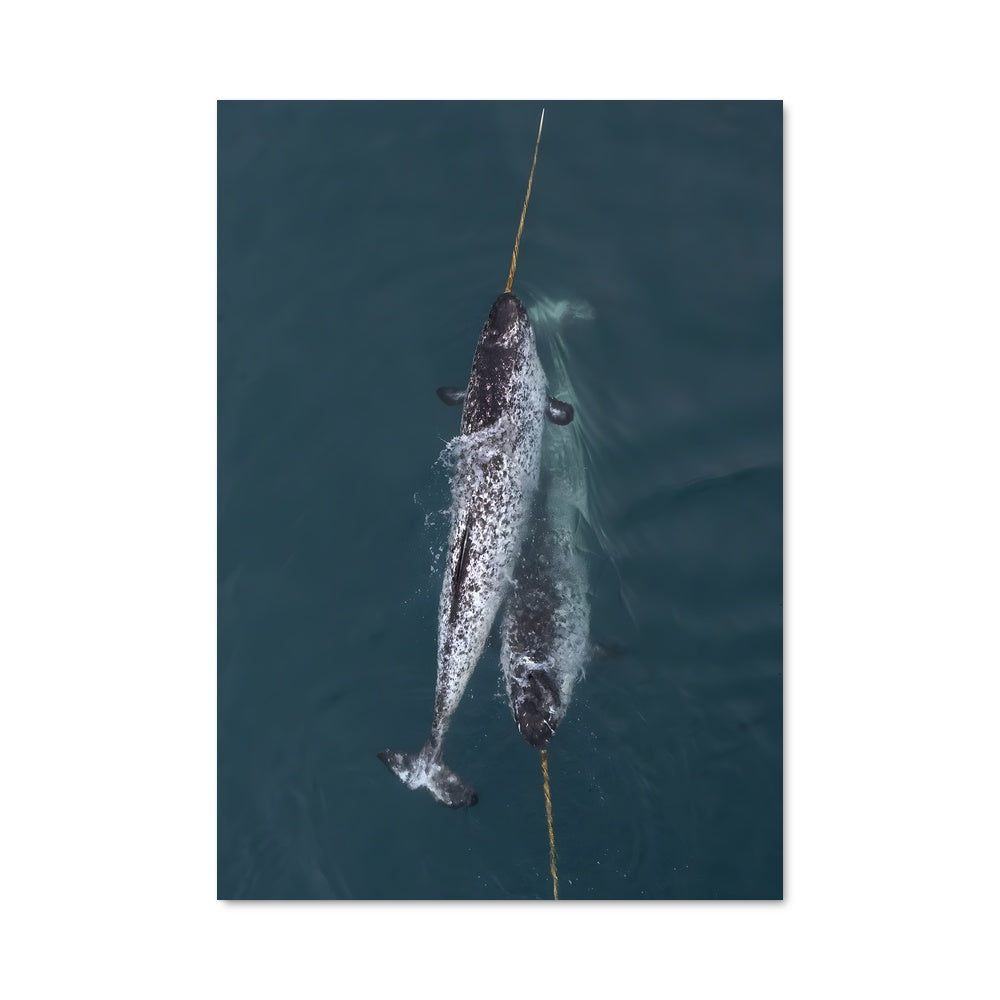 Poster Le Dauphin et la Corde