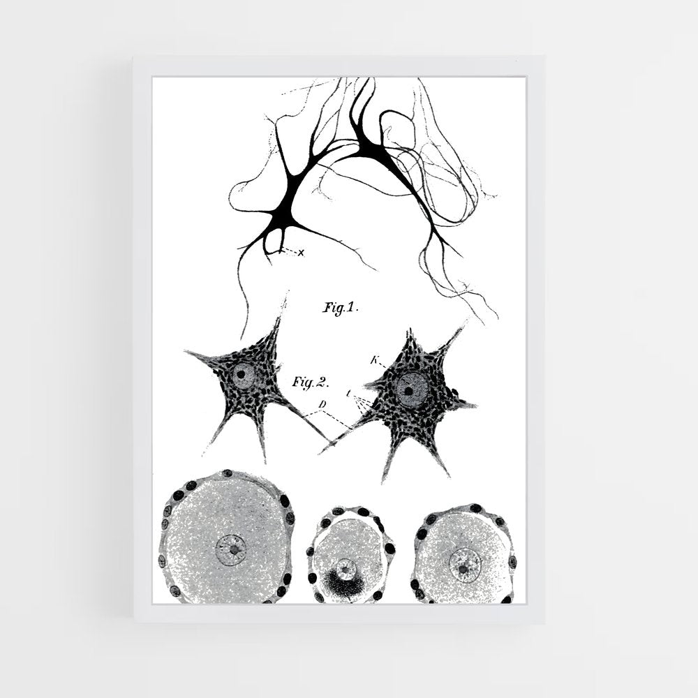 ap-neurons-9 cadre Blanc