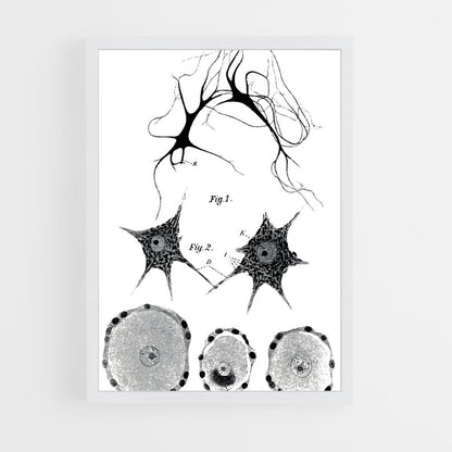 ap-neurons-9 cadre Blanc