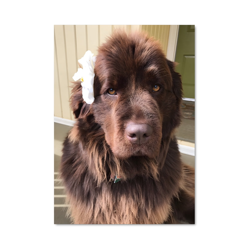 Poster Le Nouveau Canin