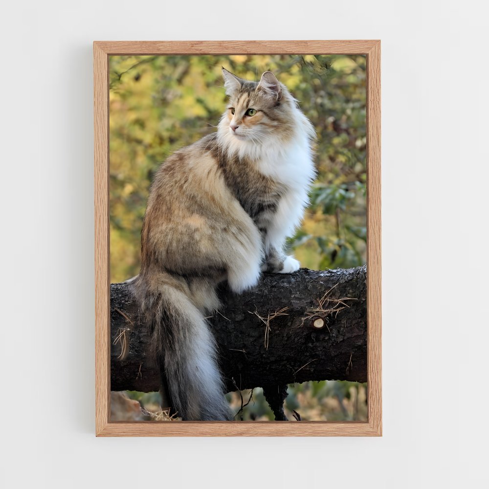ap-norwegian forest cat-4 cadre Bois clair