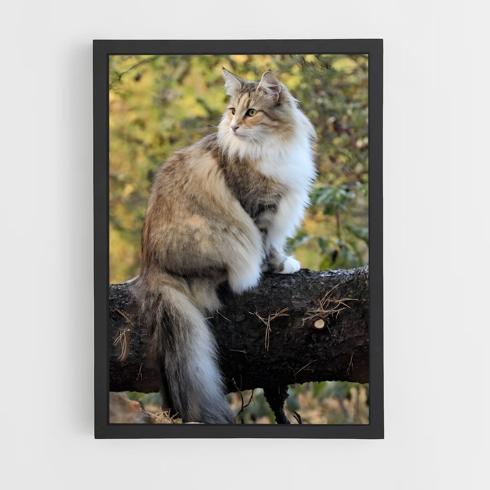 ap-norwegian forest cat-4 cadre Noir