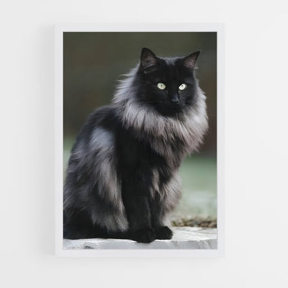 ap-norwegian forest cat-5 cadre Blanc