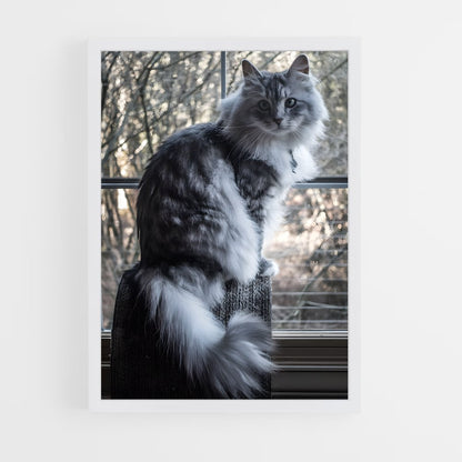 ap-norwegian forest cat-9 cadre Blanc