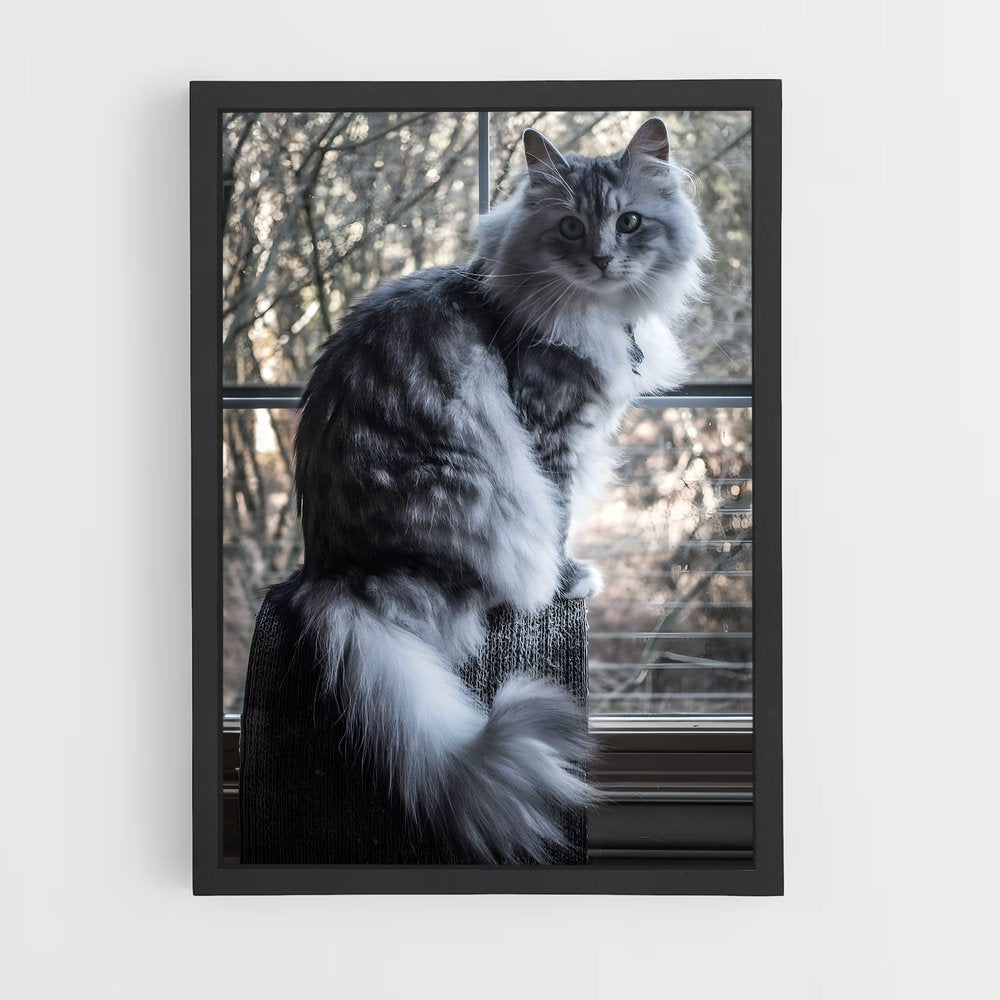 ap-norwegian forest cat-9 cadre Noir