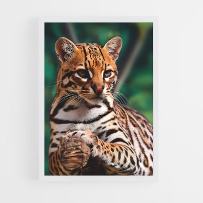 ap-ocelot-1 cadre Blanc