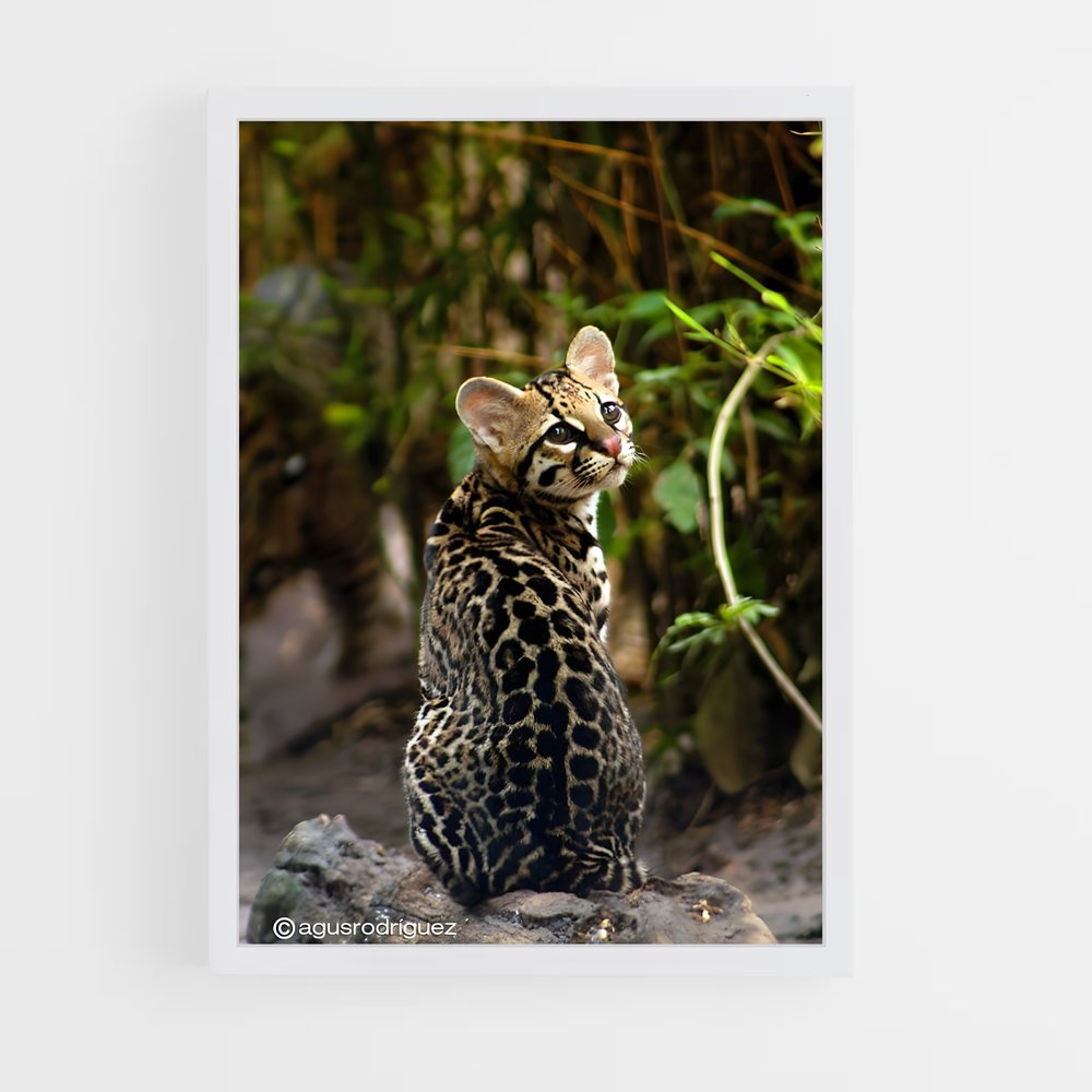 ap-ocelot-2 cadre Blanc