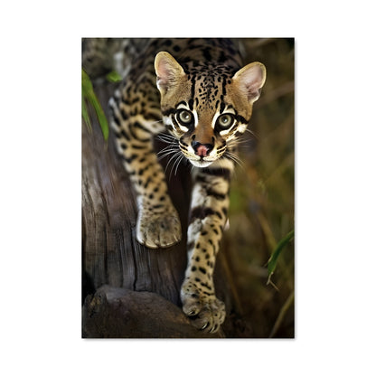 Poster Ocelot Enigma
