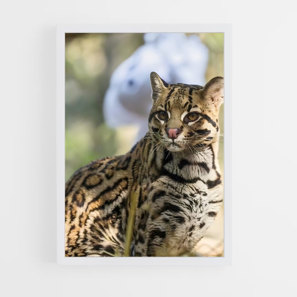 ap-ocelot-5 cadre Blanc