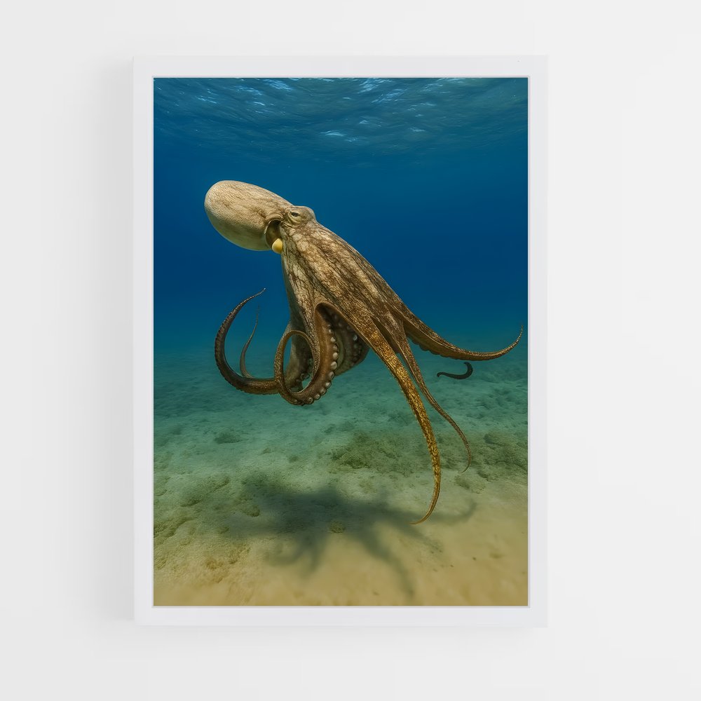 ap-octopus-9 cadre Blanc