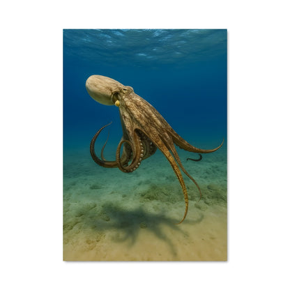 Poster Octopus 84052