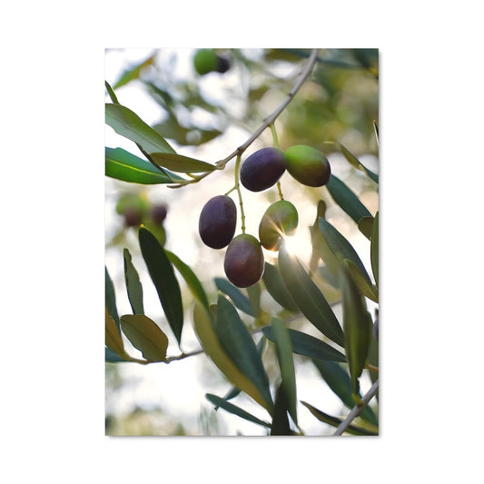 Poster Olives en Fête