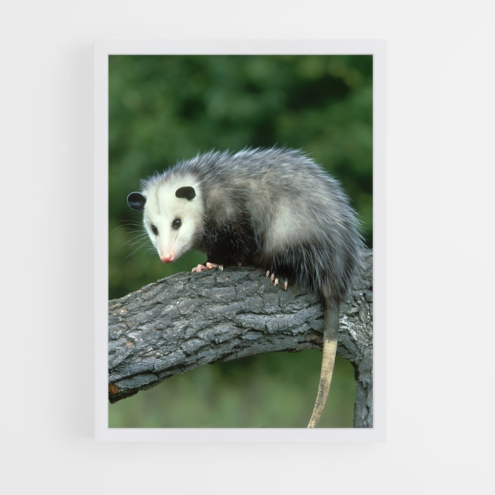 ap-opossum-1 cadre Blanc