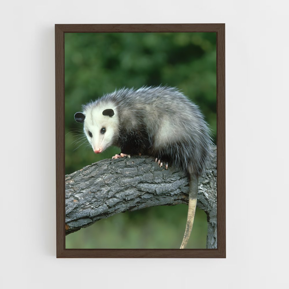 ap-opossum-1 cadre Bois foncé